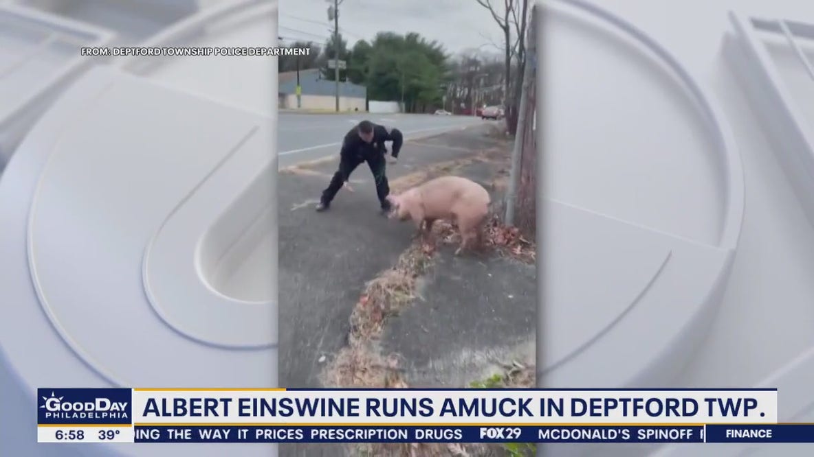 Watch: Officers wrangle loose pig near busy New Jersey road